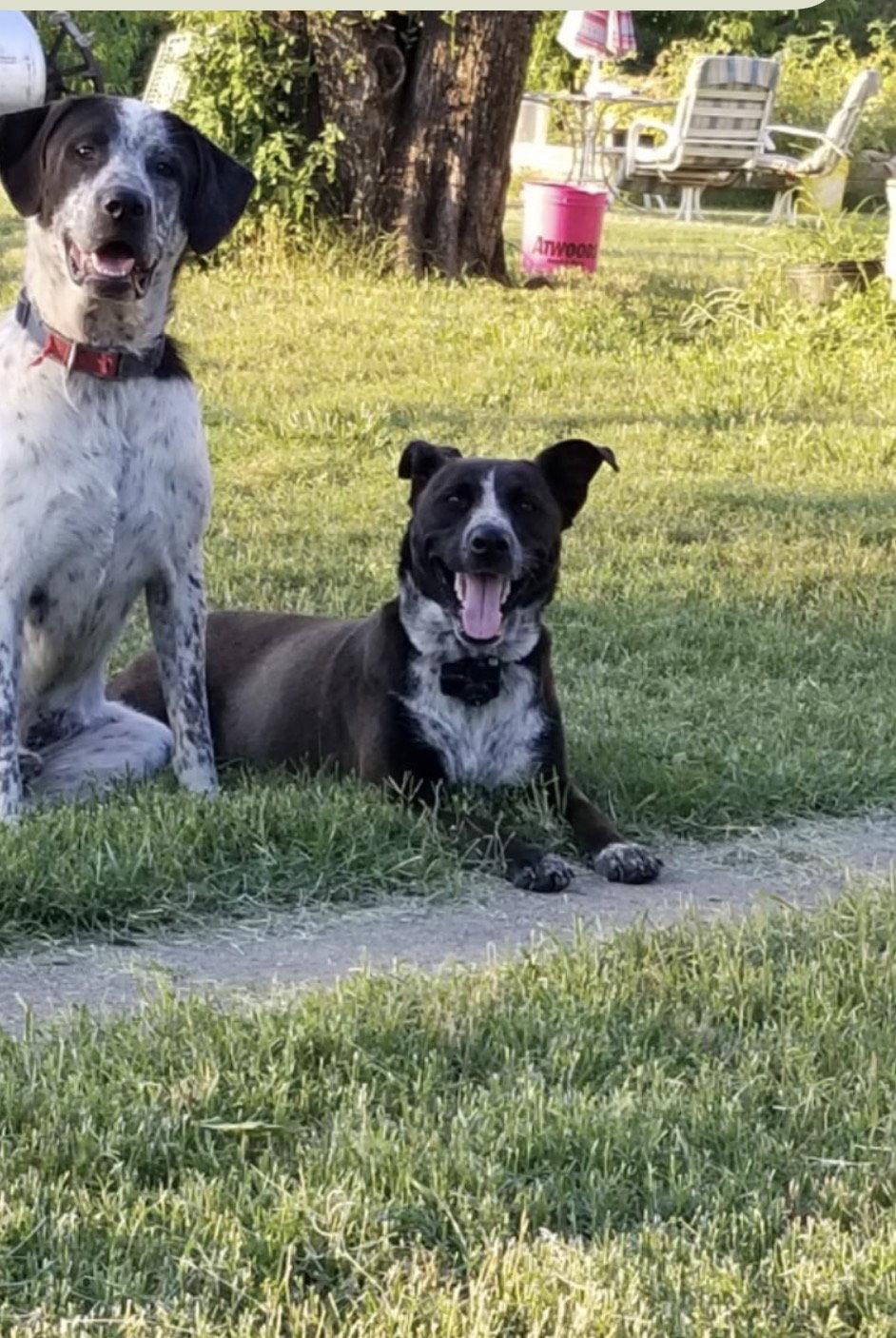 Holly, a Adoptable mixed breed in Dallas, TX image 2/3