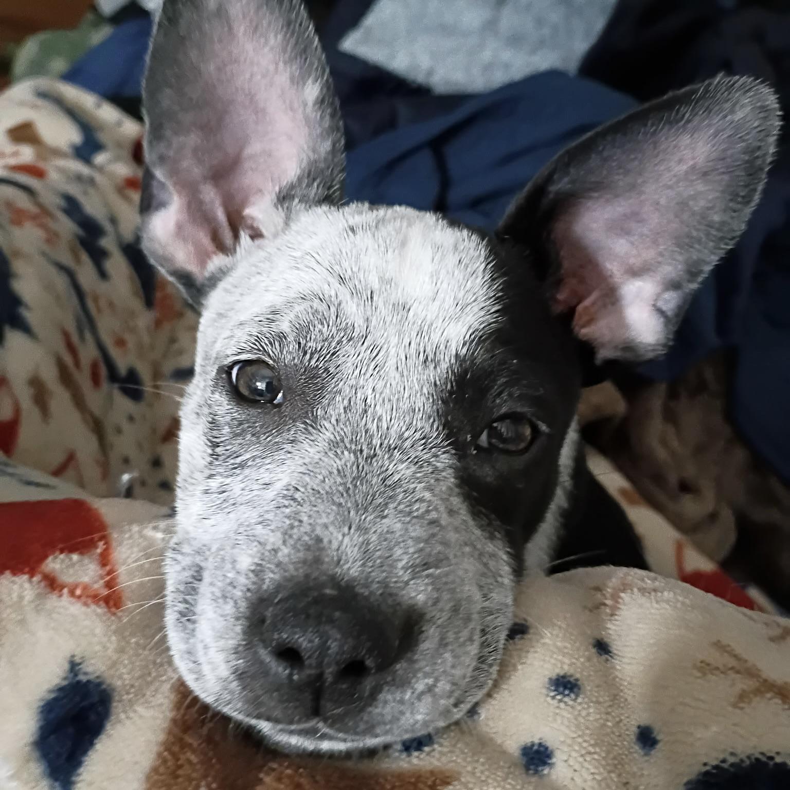 Jewbs Noodle - Adopted | Petfinder