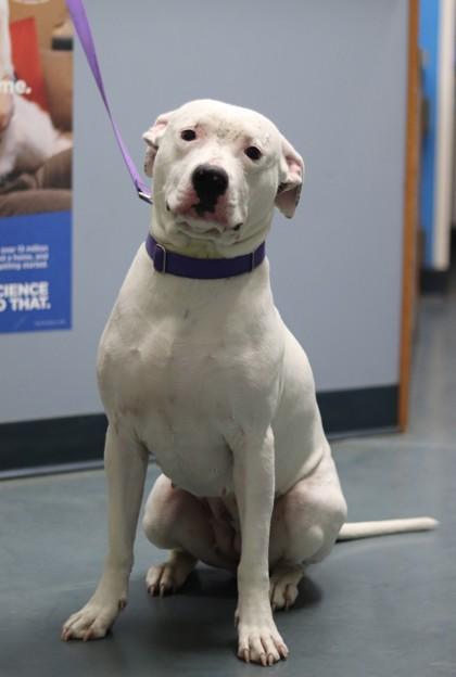 Breve, a Adoptable mixed breed in Walla Walla, WA image 1/3