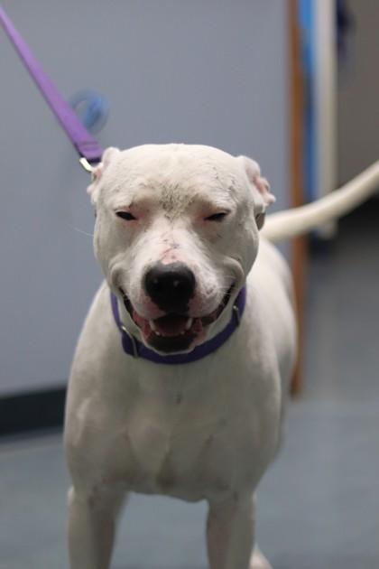 Breve, a Adoptable mixed breed in Walla Walla, WA image 3/3