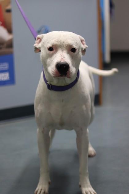 Enlarge Breve, a Adoptable mixed breed in Walla Walla, WA image 3/3