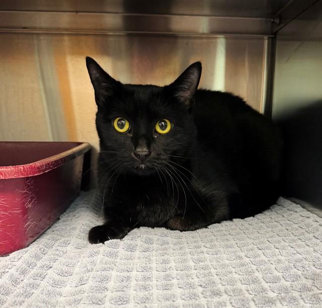 MIDNIGHT, Adoptable, Young Female Domestic Short Hair.