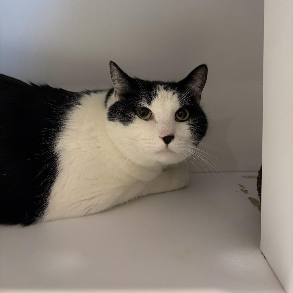 Enlarge Fathom, a Adoptable mixed breed in Louisville, KY image 1/5