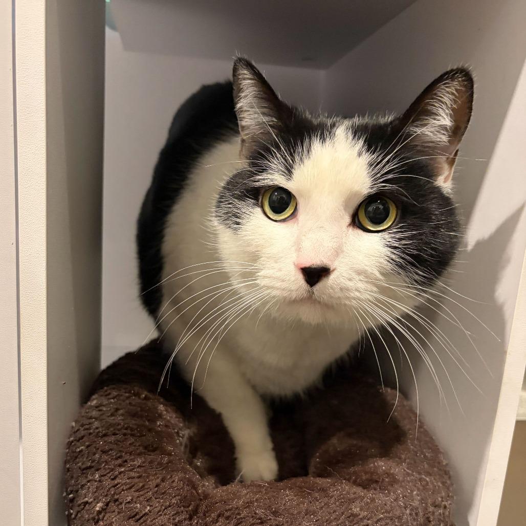 Enlarge Fathom, a Adoptable mixed breed in Louisville, KY image 2/5