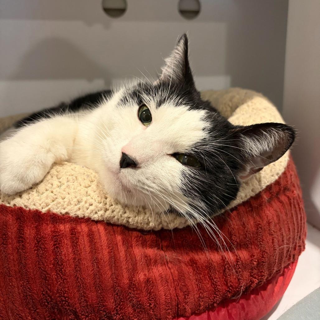 Enlarge Fathom, a Adoptable mixed breed in Louisville, KY image 3/5