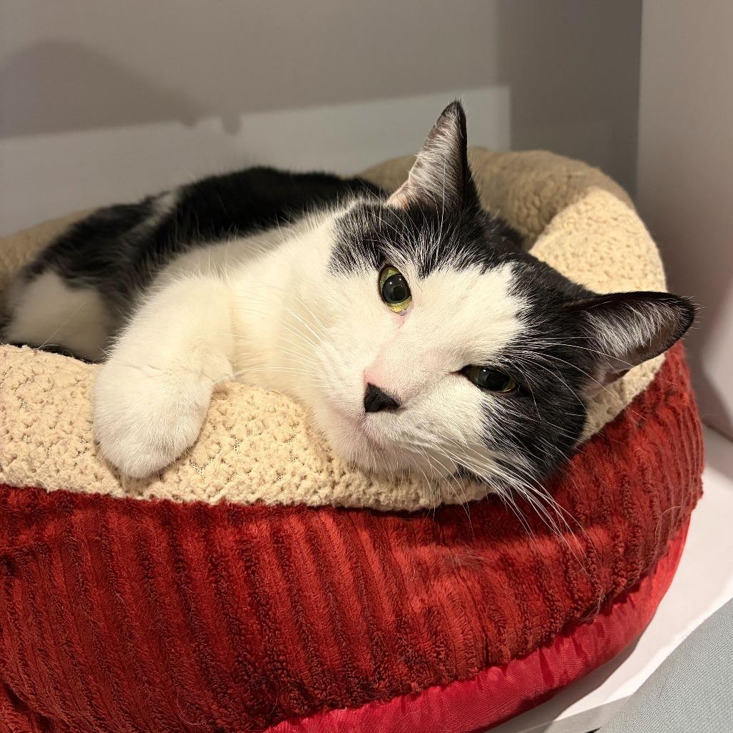 Enlarge Fathom, a Adoptable mixed breed in Louisville, KY image 4/5