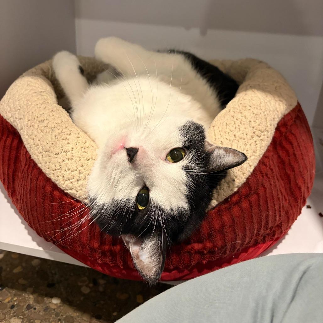 Enlarge Fathom, a Adoptable mixed breed in Louisville, KY image 5/5