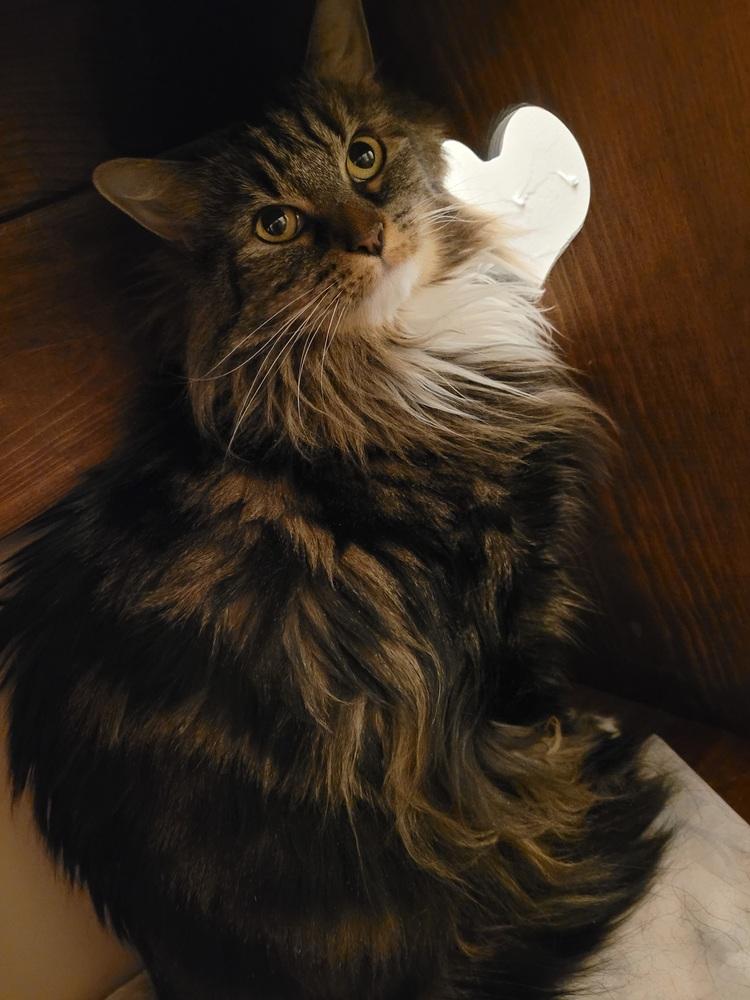 Enlarge Honor, a Adoptable Domestic Long Hair in Stafford, VA image 1/5