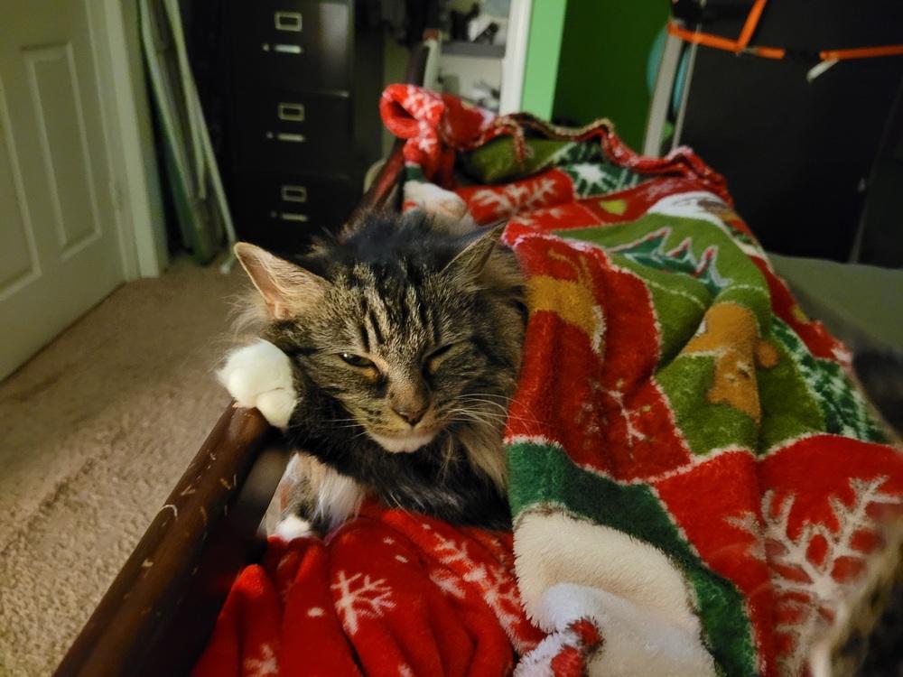 Enlarge Honor, a Adoptable Domestic Long Hair in Stafford, VA image 2/5