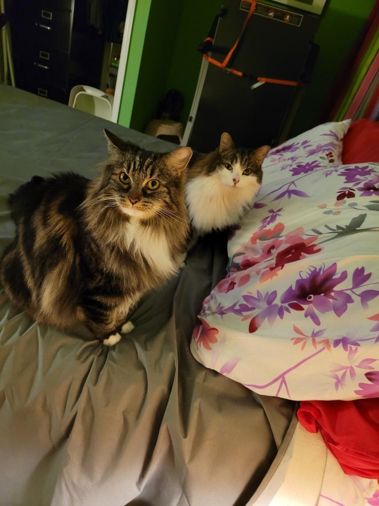 Enlarge Honor, a Adoptable Domestic Long Hair in Stafford, VA image 3/5