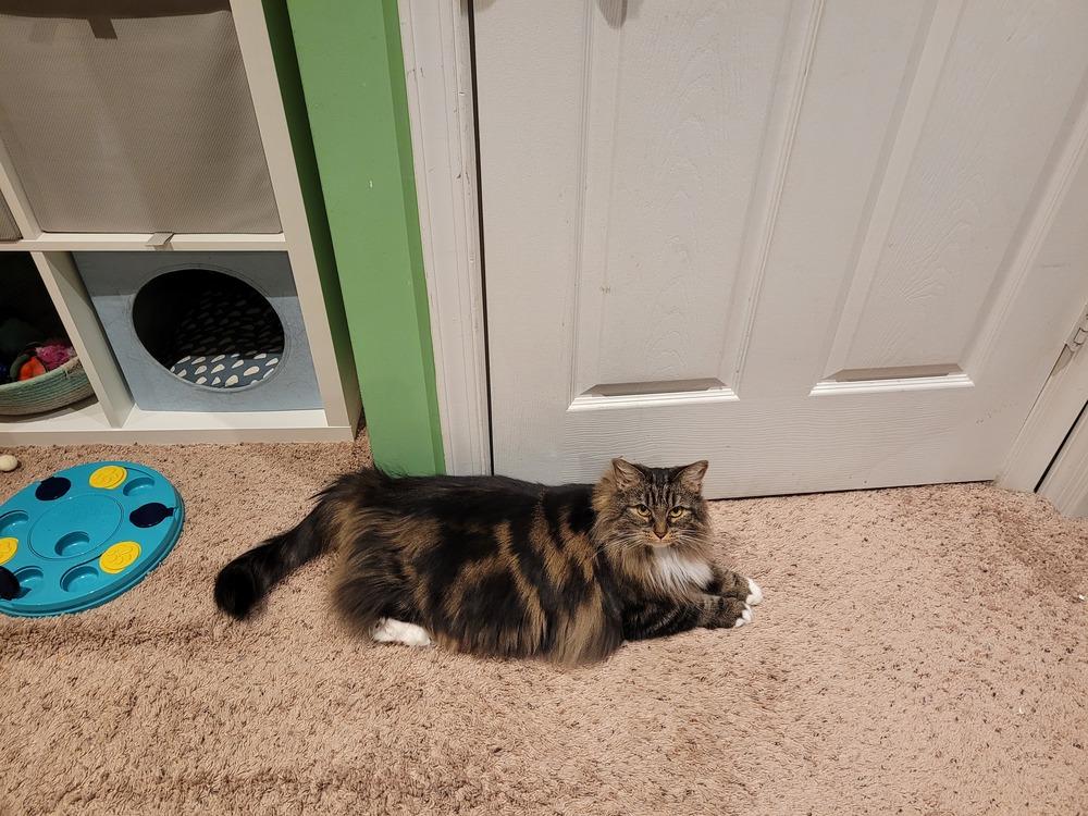 Honor, Adoptable, Adult Female Domestic Long Hair.