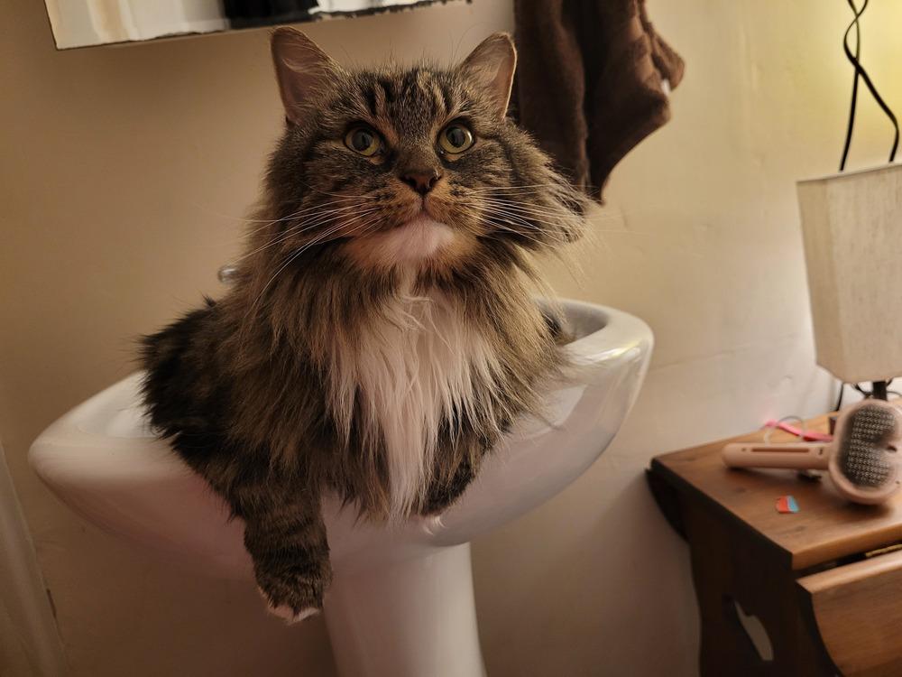 Enlarge Honor, a Adoptable Domestic Long Hair in Stafford, VA image 5/5