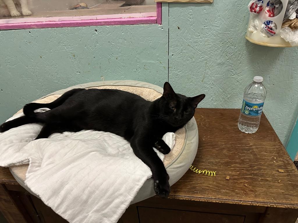 Sampson, Adoptable, Adult Male Domestic Short Hair.