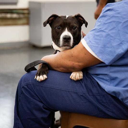 Zuma, ADOPTABLE, Young Female Mixed Breed.