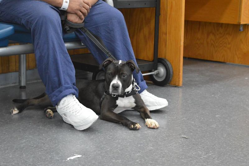 Zuma, a ADOPTABLE Mixed Breed in Philadelphia, PA image 4/6