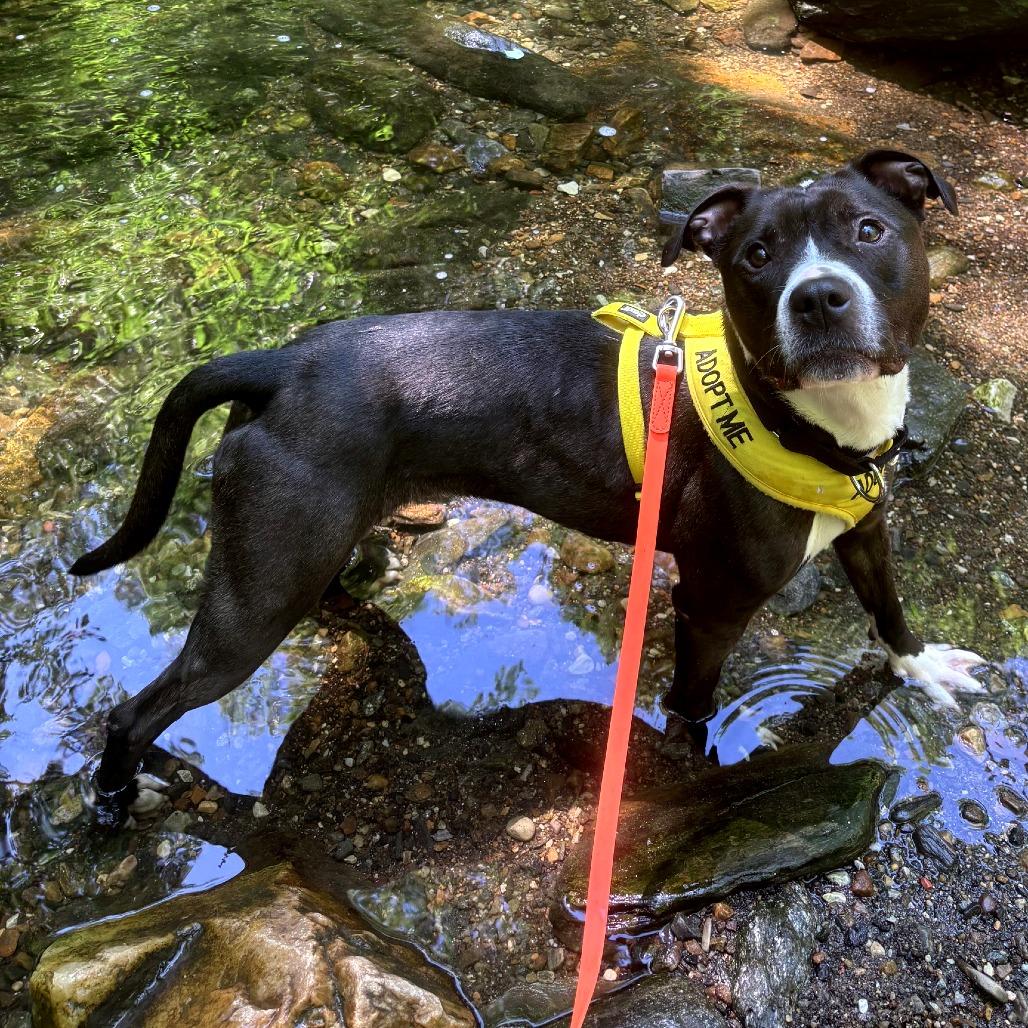 Zuma, a ADOPTABLE Mixed Breed in Philadelphia, PA image 6/6
