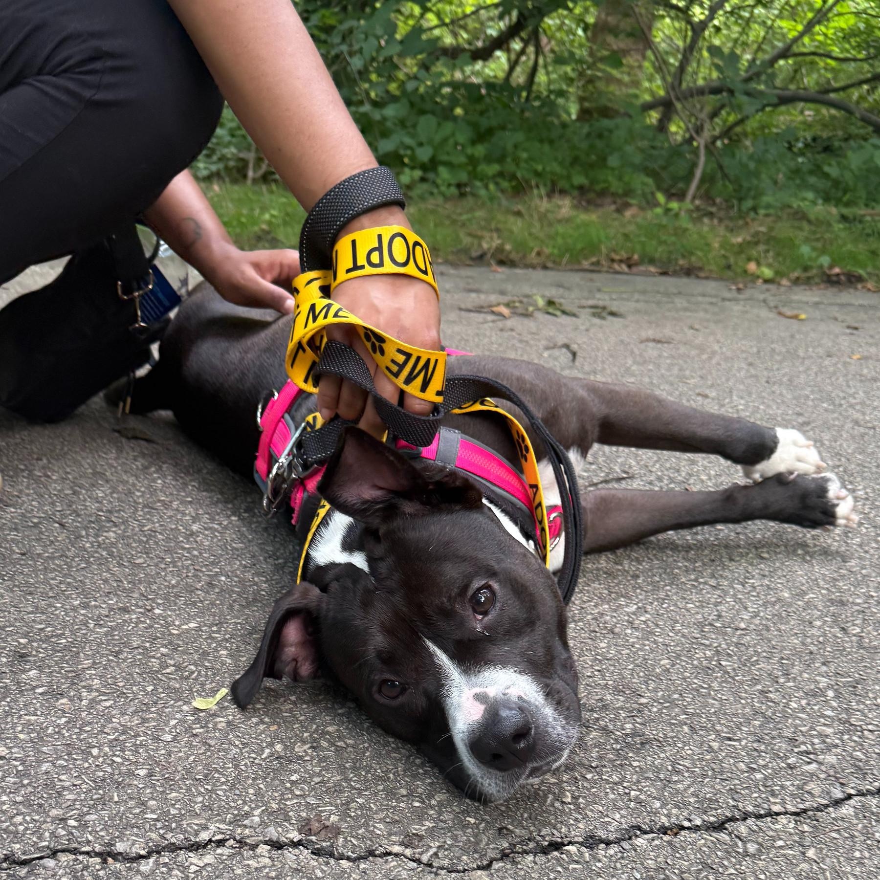 Enlarge Zuma, a Adopted Mixed Breed in Philadelphia, PA image 4/6