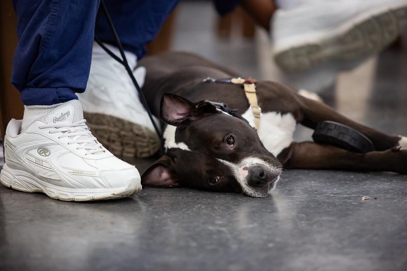 Zuma, a ADOPTABLE Mixed Breed in Philadelphia, PA image 2/6