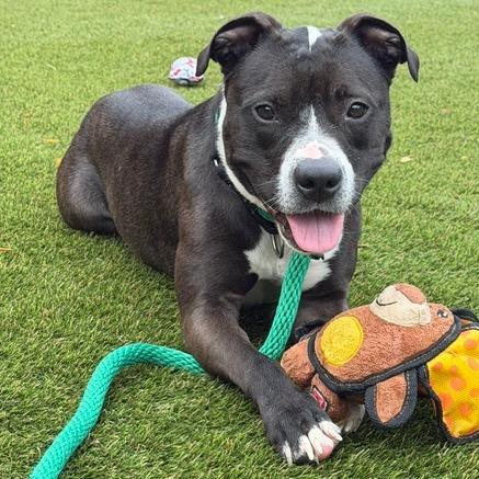 Zuma, a ADOPTABLE Mixed Breed in Philadelphia, PA image 3/6