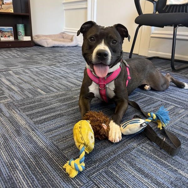 Enlarge Zuma, a Adopted Mixed Breed in Philadelphia, PA image 2/6