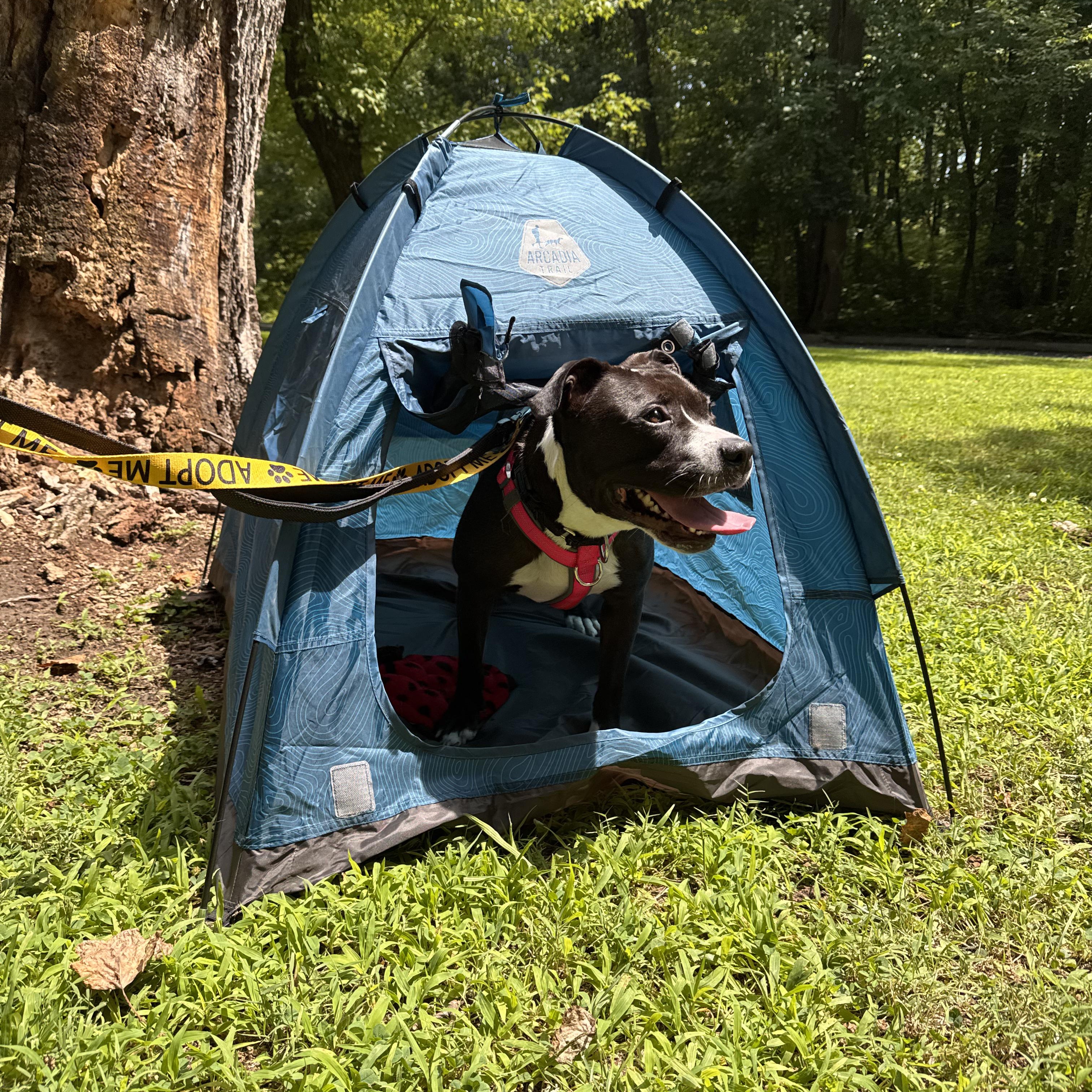 Enlarge Zuma, a Adopted Mixed Breed in Philadelphia, PA image 6/6