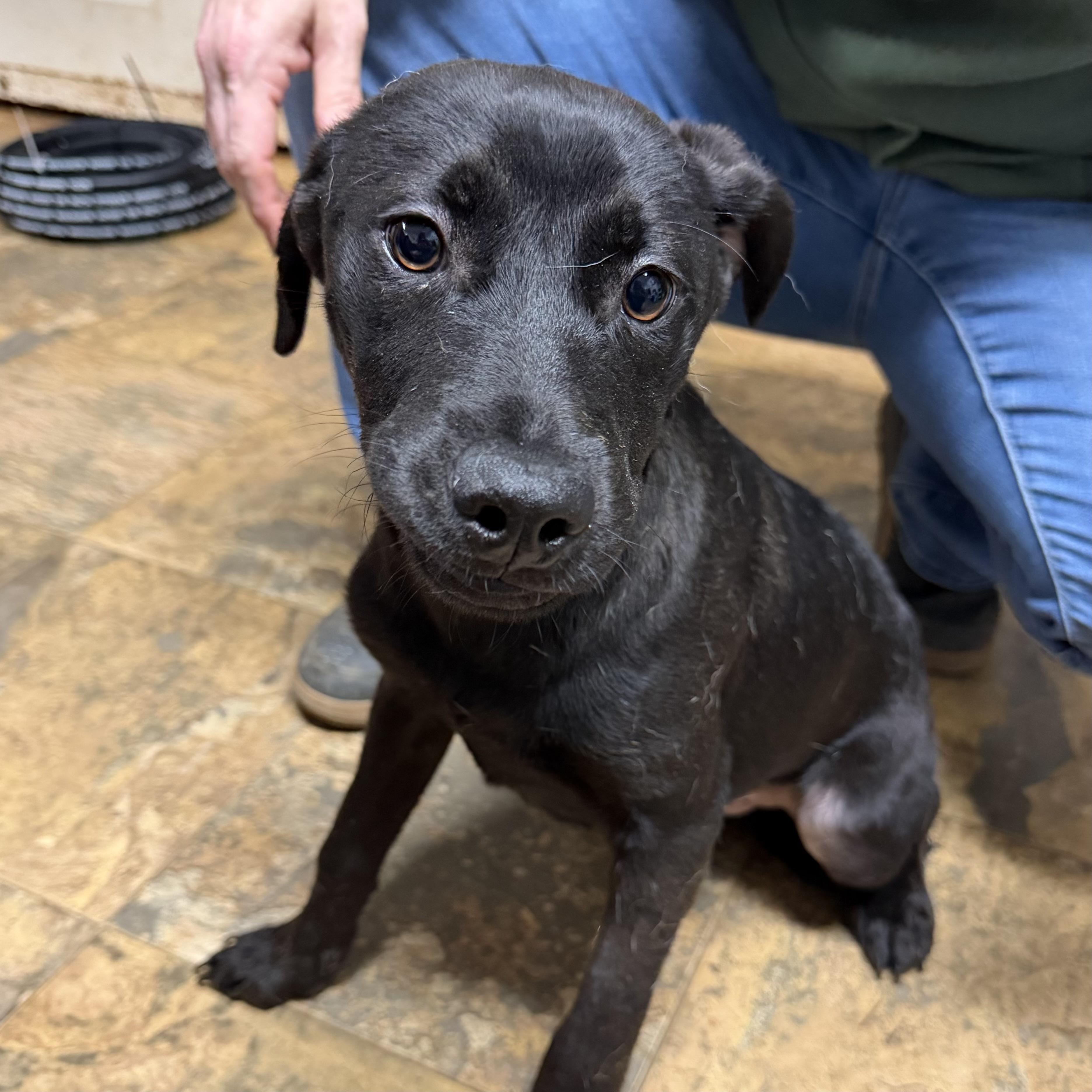 Enlarge Orville, a ADOPTABLE mixed breed in Columbia, SC image 2/3