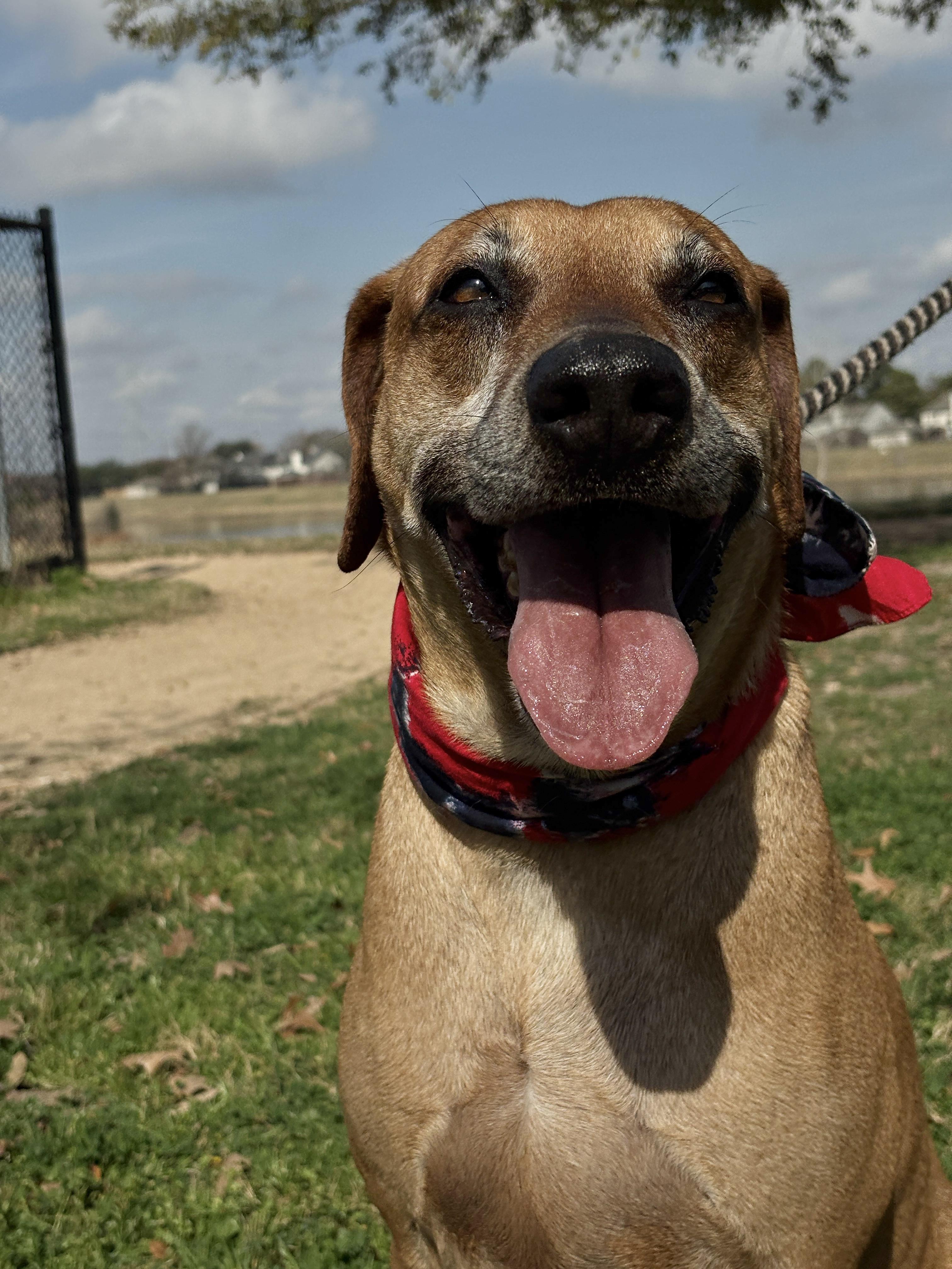 Enlarge HARRY - lovable boy!!, a Adoptable mixed breed in Boston, MA image 6/6