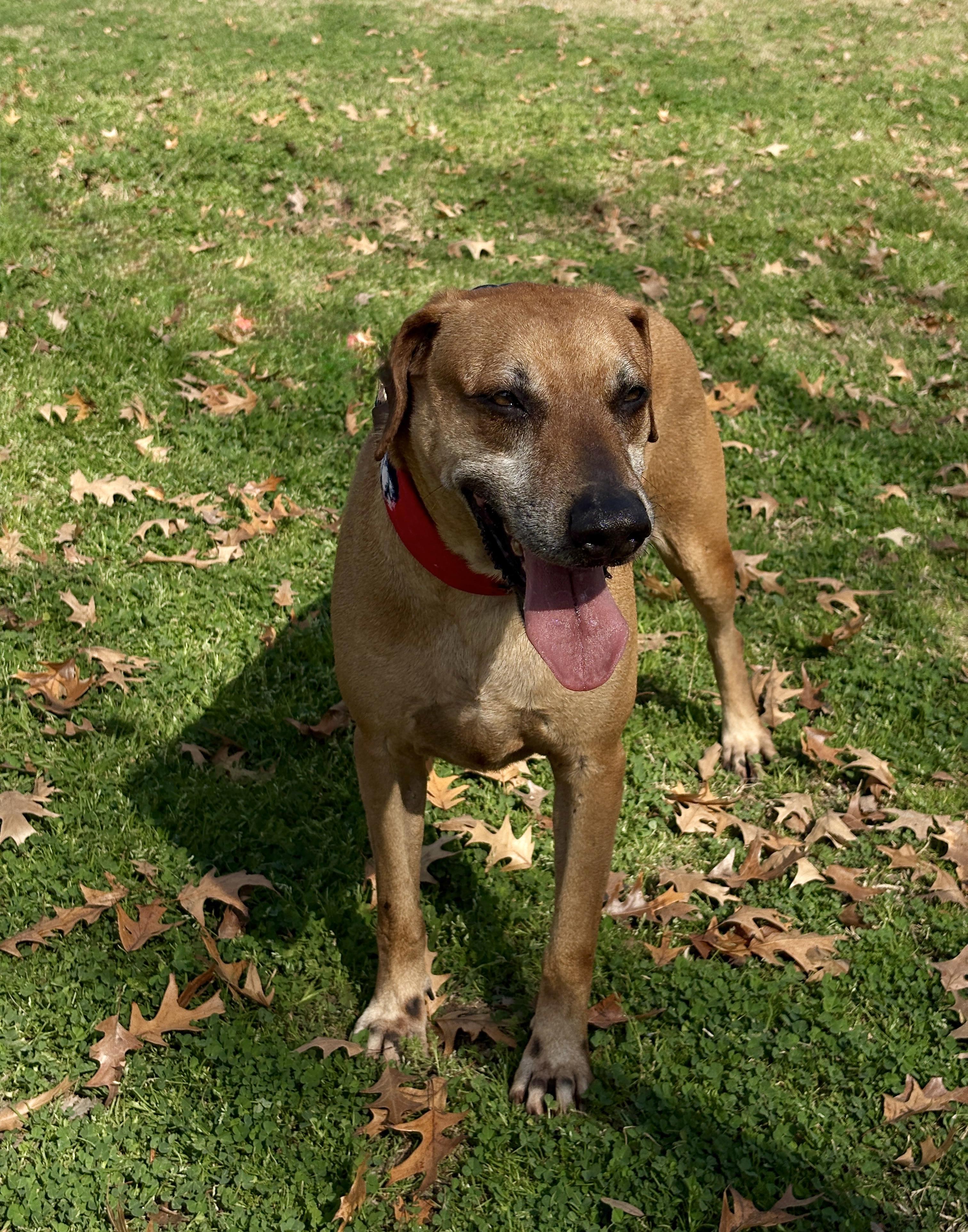 Enlarge HARRY - lovable boy!!, a Adoptable mixed breed in Boston, MA image 2/6