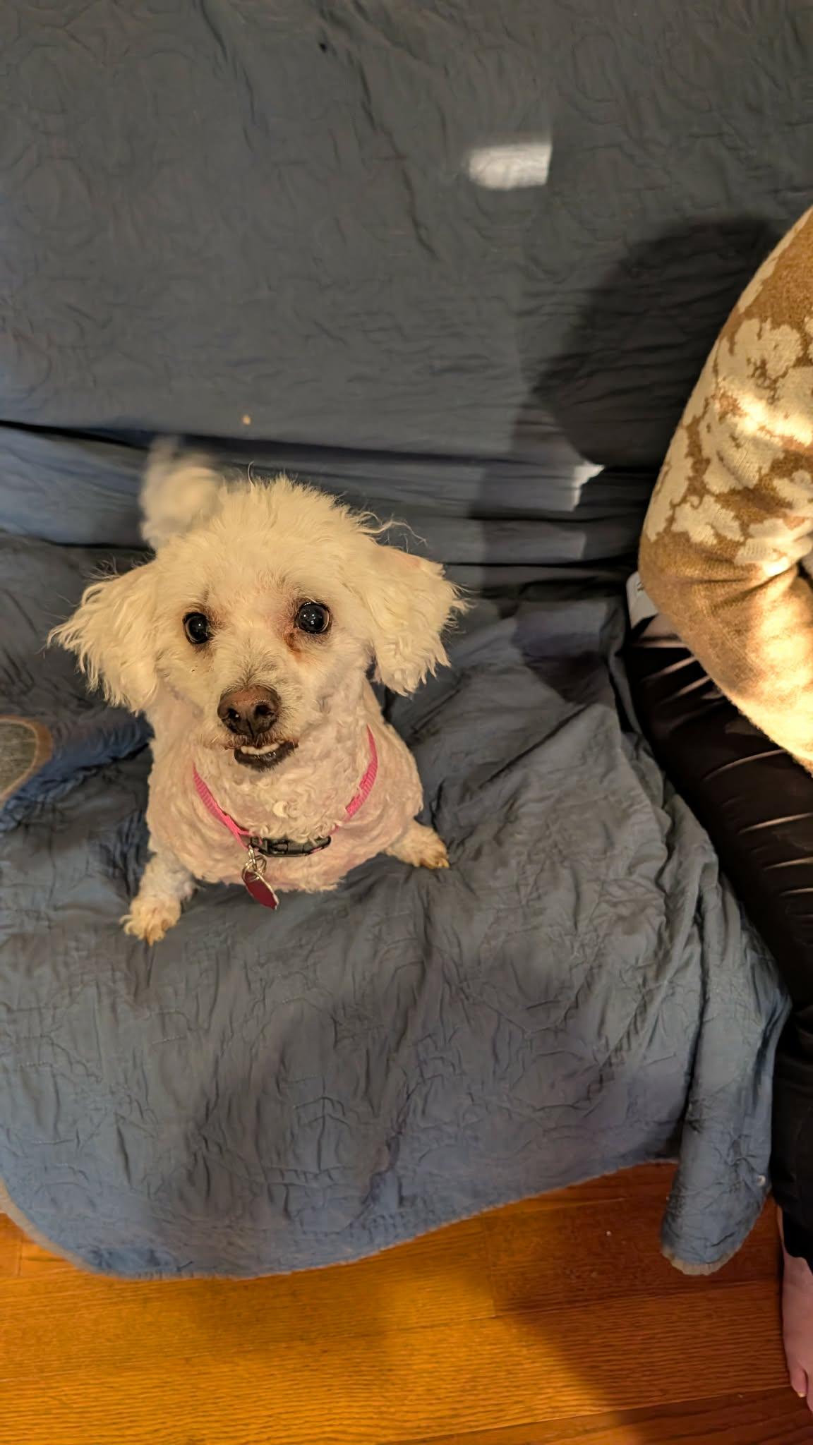 Chico , ADOPTABLE, Adult Male Maltese.