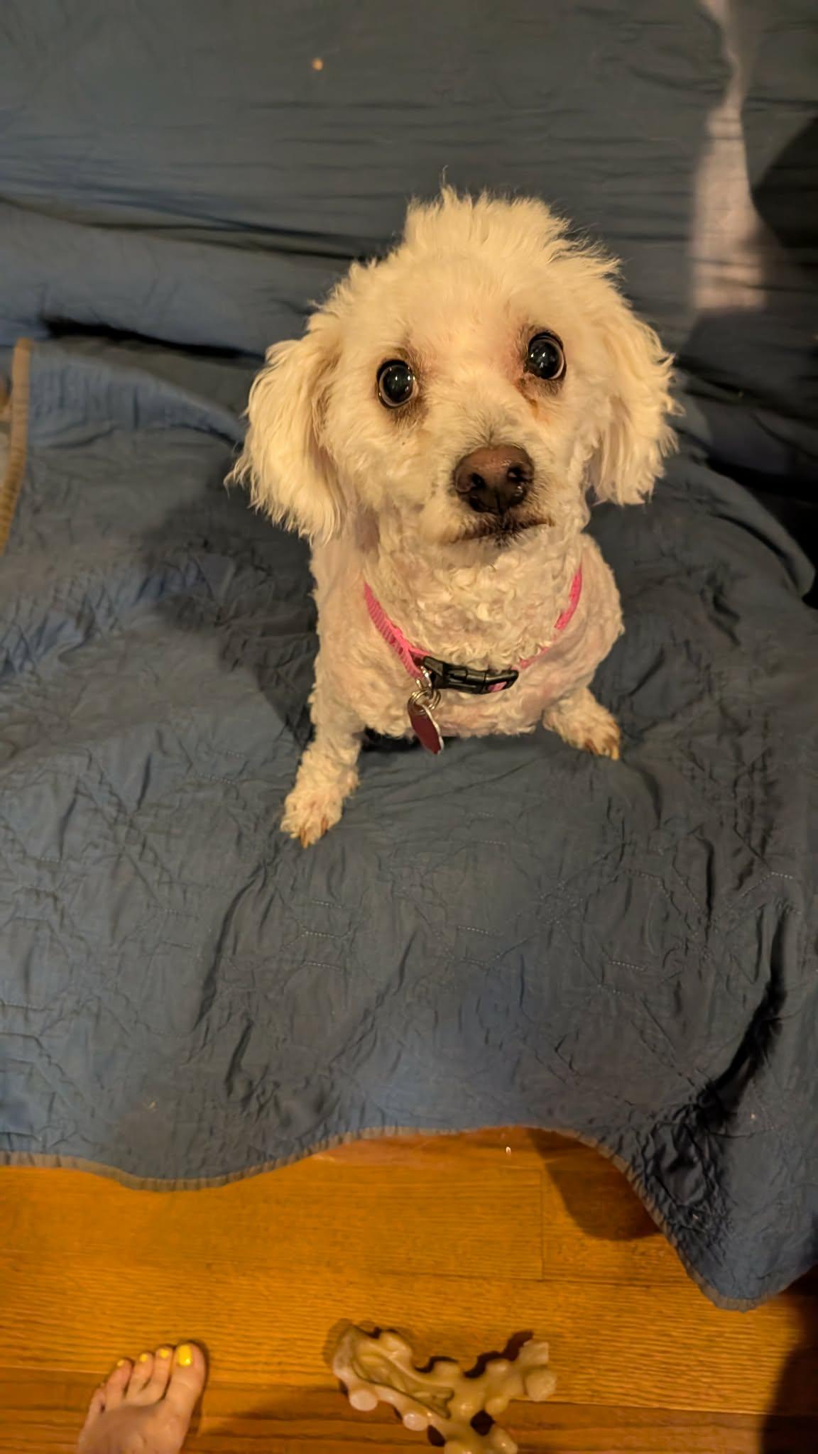 Enlarge Chico , a ADOPTABLE Maltese in Kankakee, IL image 2/3