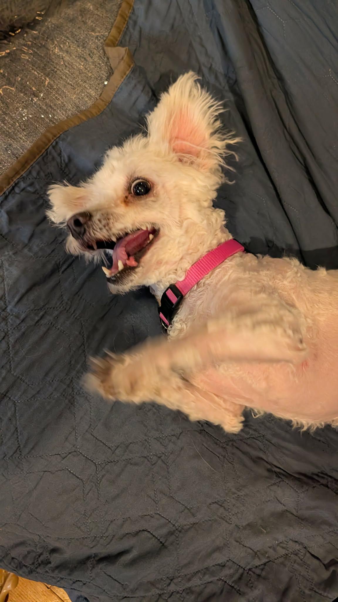Enlarge Chico , a ADOPTABLE Maltese in Kankakee, IL image 3/3