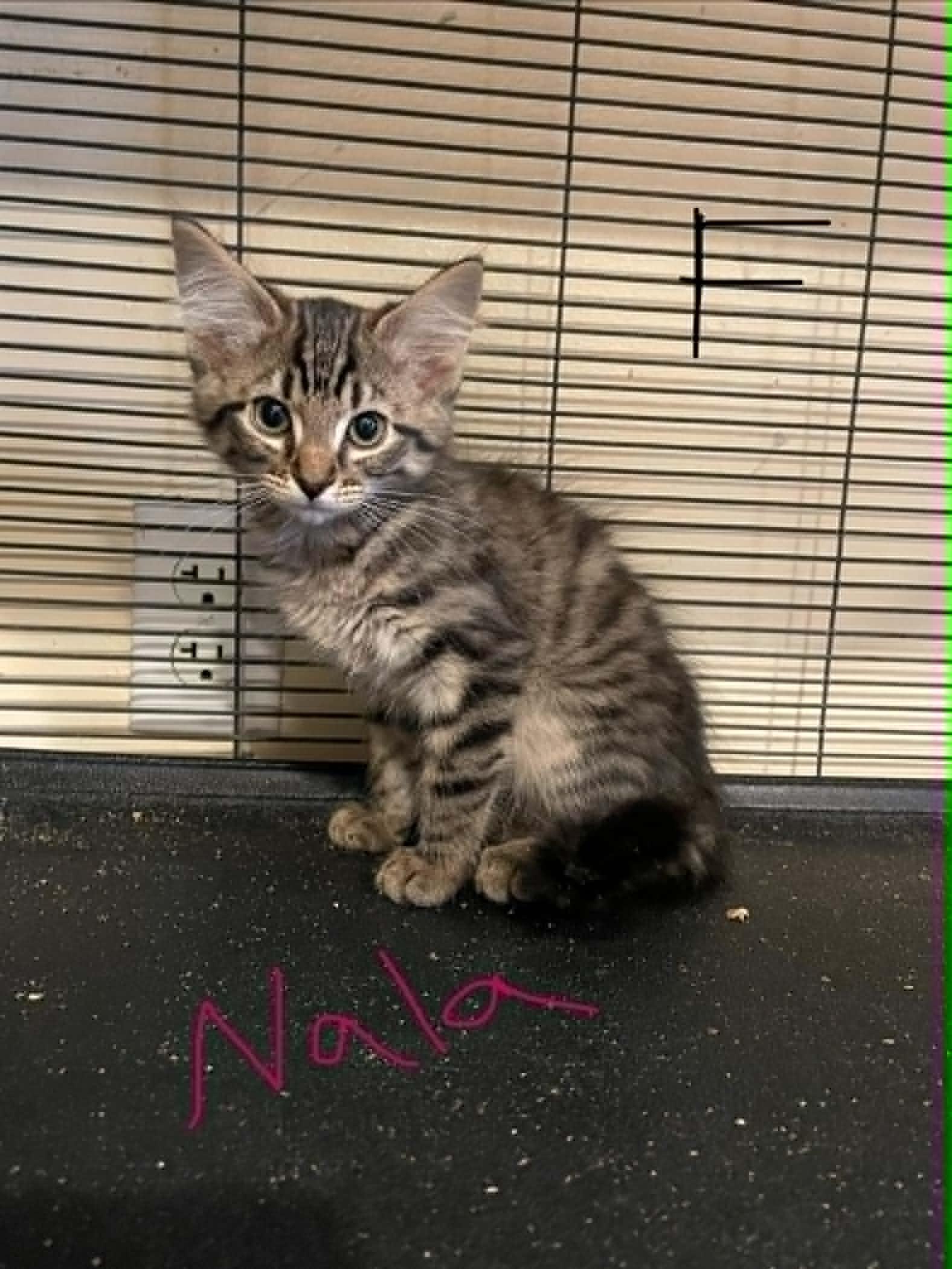 Nala, ADOPTABLE, Kitten Female Domestic Long Hair.