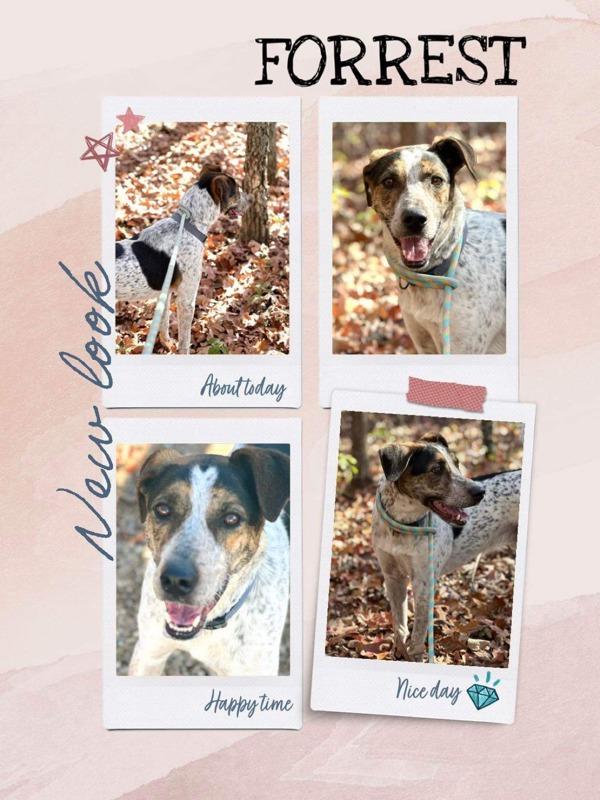 Enlarge Forrest, a Adoptable mixed breed in Osage Beach, MO image 4/6