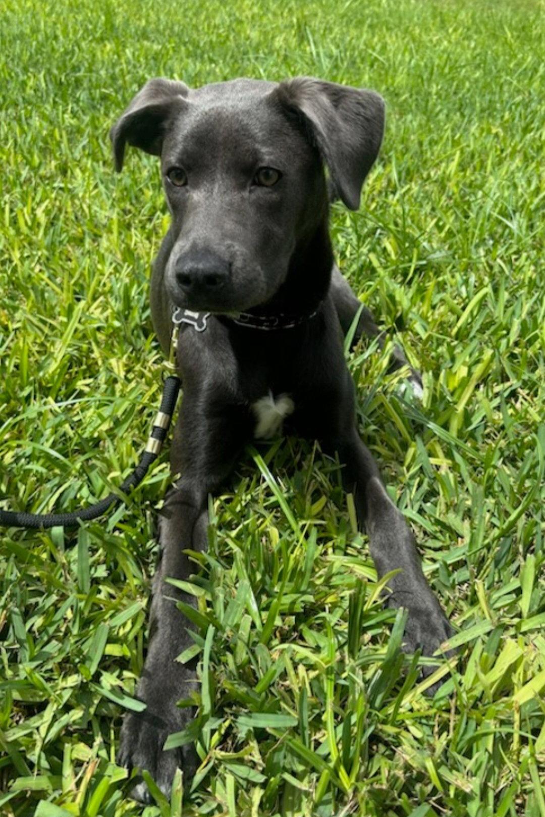 Enlarge Hazi, a Adopted mixed breed in Sanford, FL image 1/3