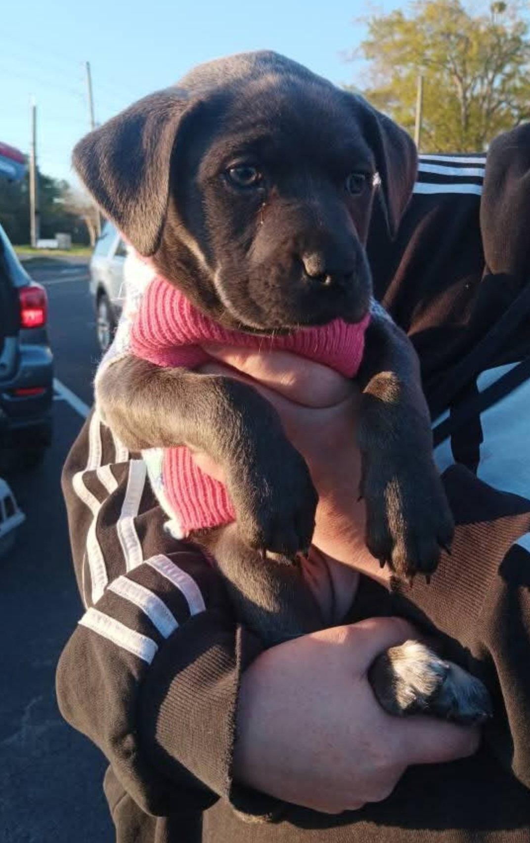 Enlarge Hazi, a Adopted mixed breed in Sanford, FL image 3/3