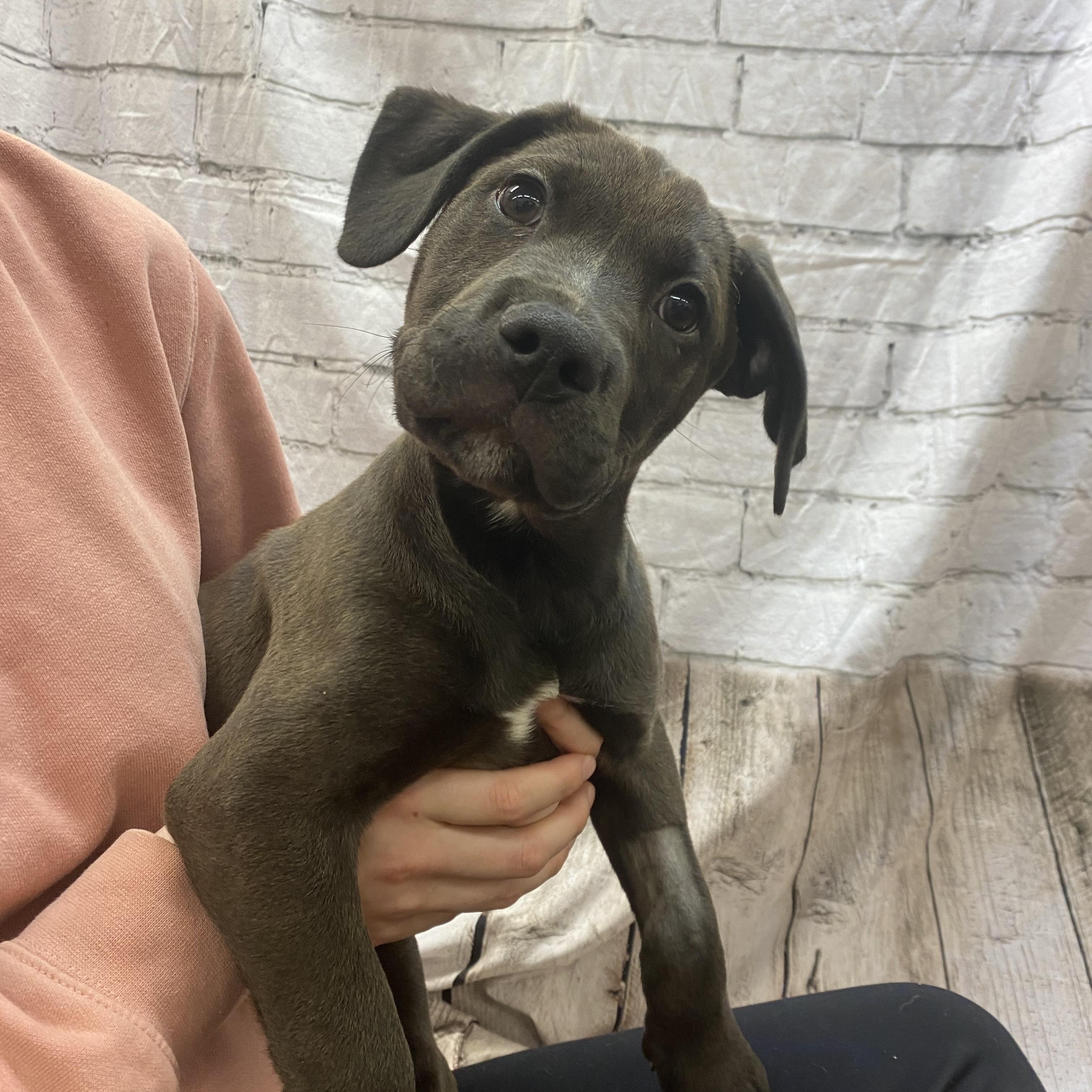 Enlarge Nyx, an adopted mixed breed in Lake Odessa, MI image 1/5