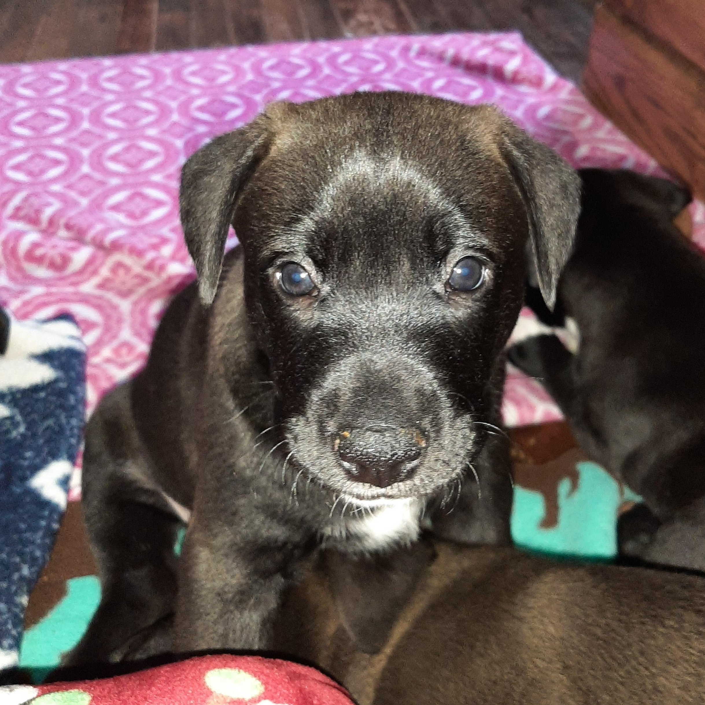 Enlarge Nyx, an adopted mixed breed in Lake Odessa, MI image 3/5