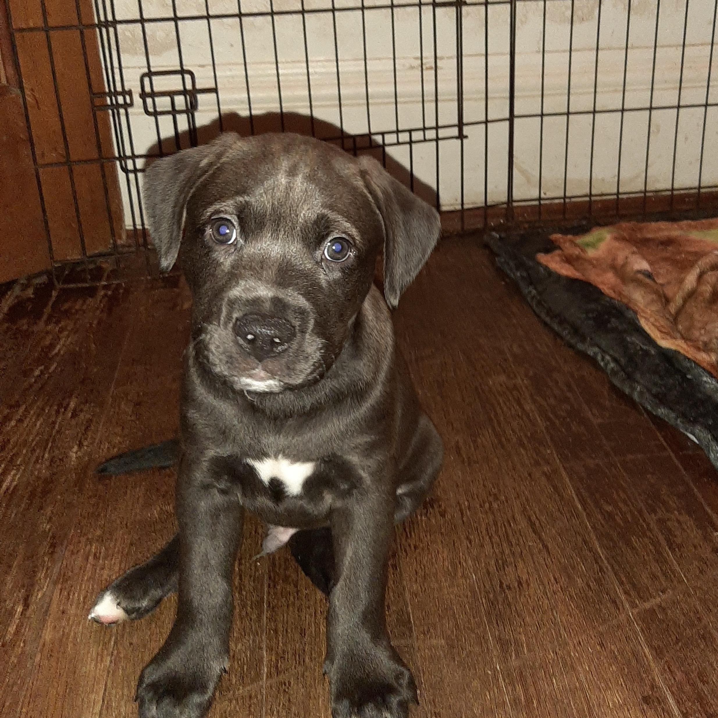 Enlarge Nyx, an adopted mixed breed in Lake Odessa, MI image 2/5