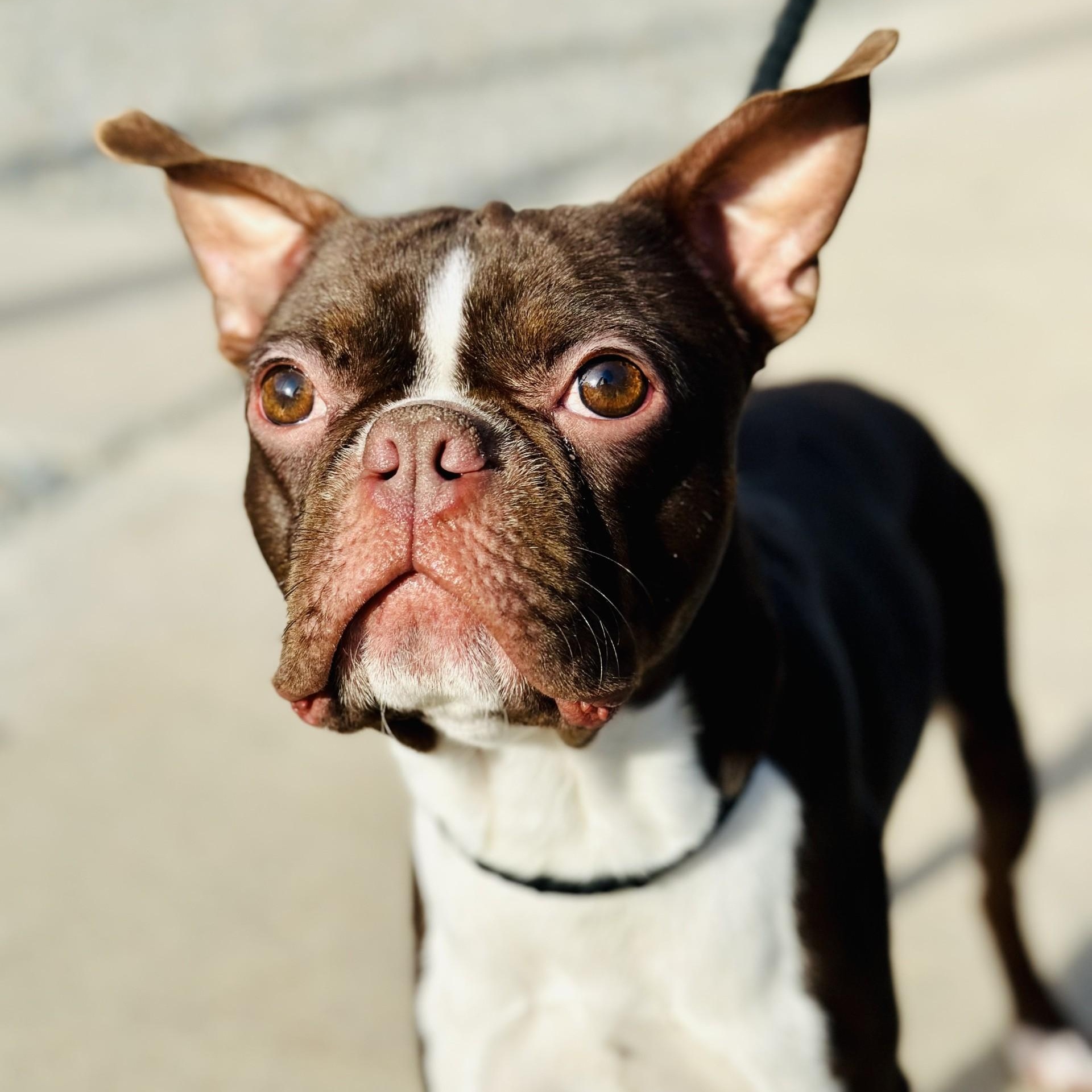 Tom , ADOPTABLE, Adult Male Boston Terrier.