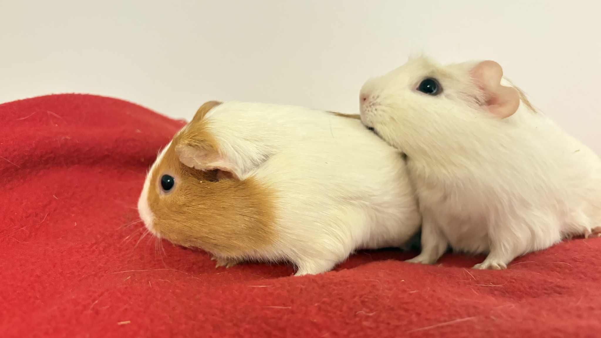 Enlarge Bertha and Maria, a ADOPTABLE mixed breed in Lehighton, PA image 5/5