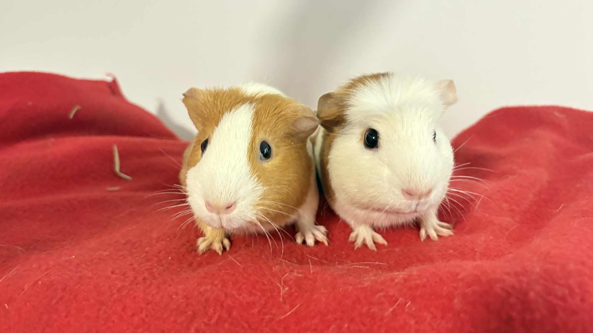 Enlarge Bertha and Maria, a ADOPTABLE mixed breed in Lehighton, PA image 1/5