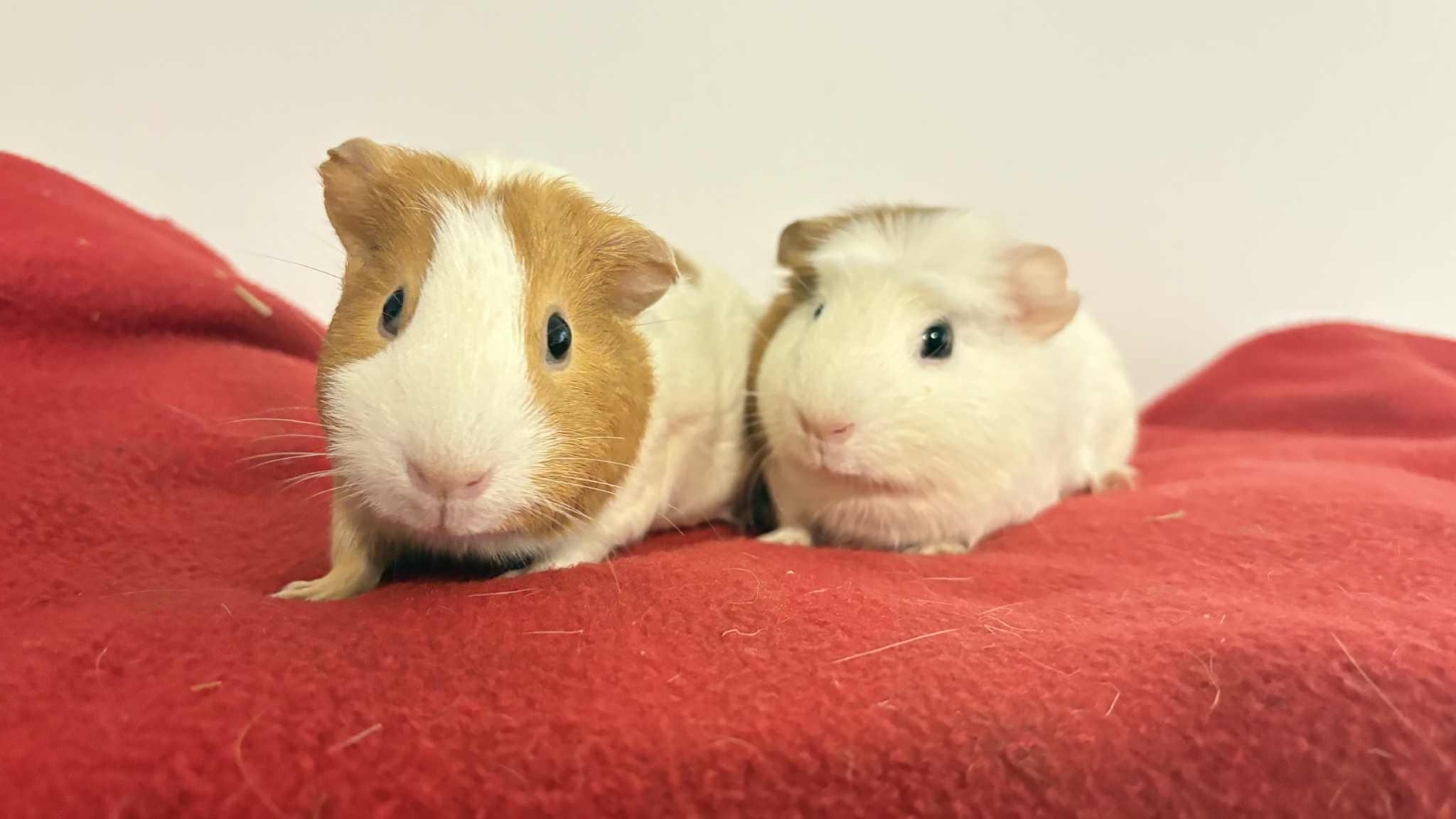 Enlarge Bertha and Maria, a ADOPTABLE mixed breed in Lehighton, PA image 4/5