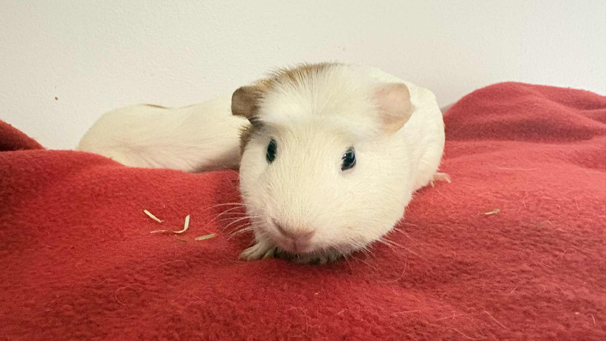 Enlarge Bertha and Maria, a ADOPTABLE mixed breed in Lehighton, PA image 2/5