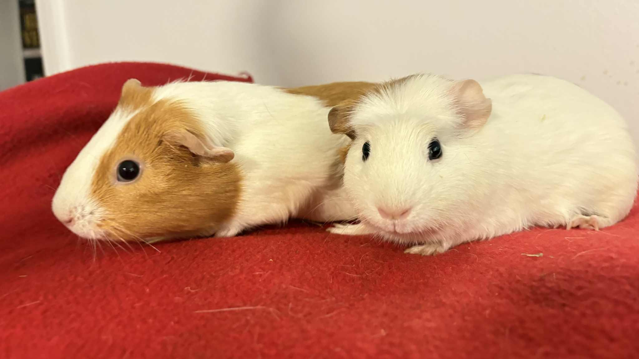 Enlarge Bertha and Maria, a ADOPTABLE mixed breed in Lehighton, PA image 3/5