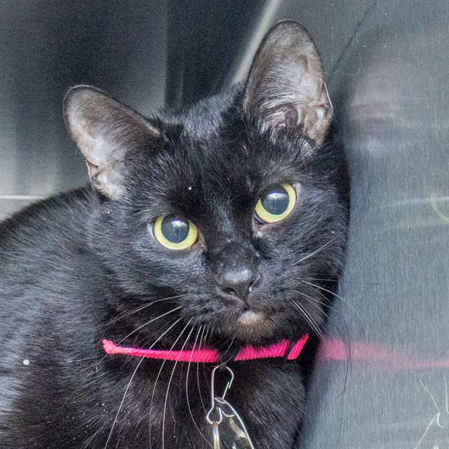 LUNA, Adoptable, Adult Female Domestic Short Hair.