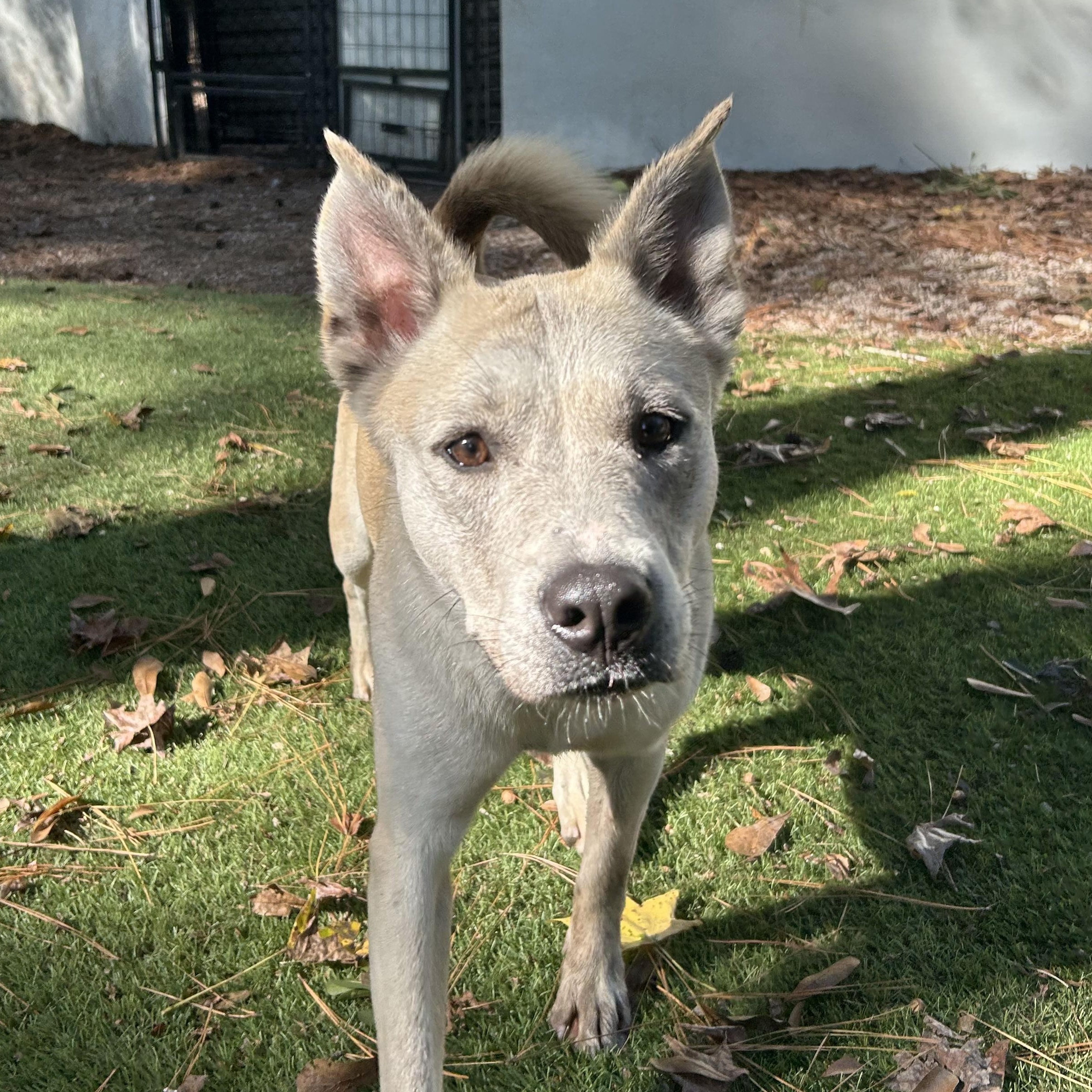 Molly, Adoptable, Adult Female Husky & Cattle Dog.