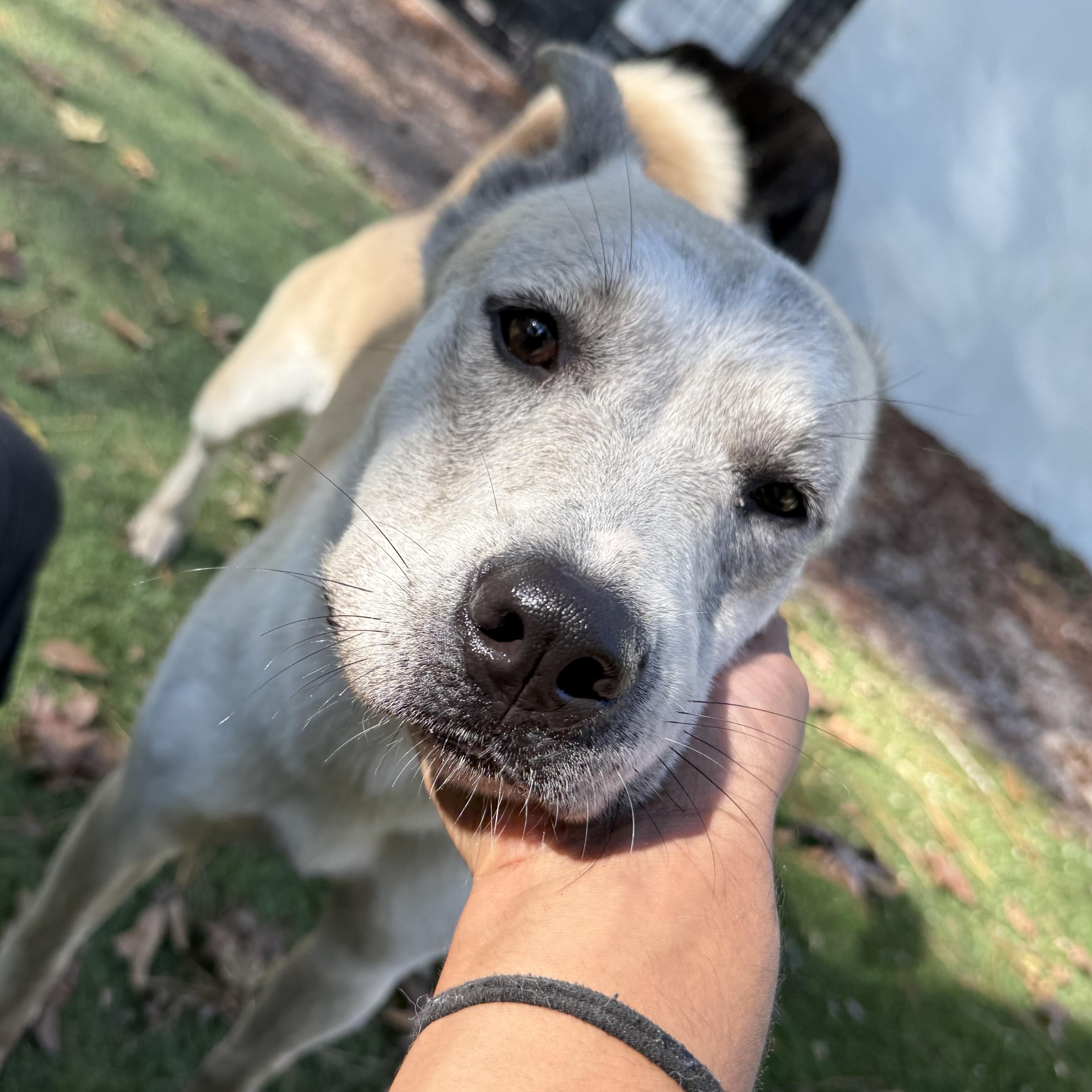 Enlarge Molly, a Adoptable mixed breed in Magnolia, TX image 3/5