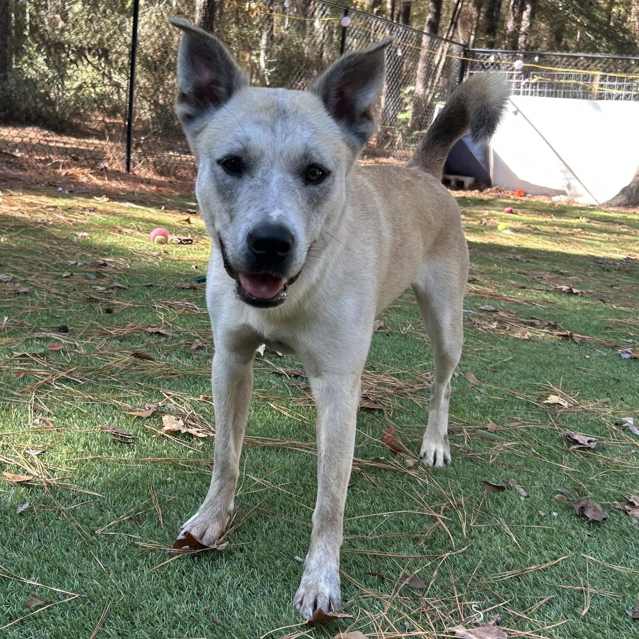 Enlarge Molly, a Adoptable mixed breed in Magnolia, TX image 2/5