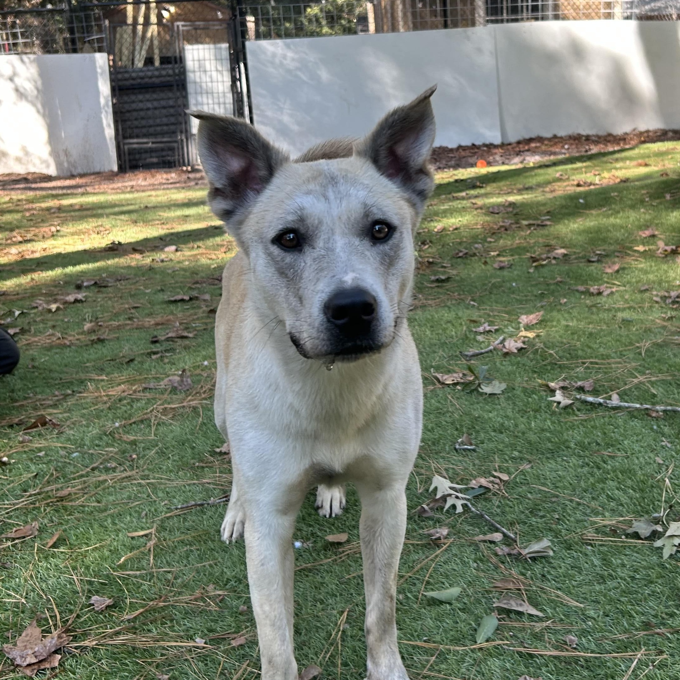 Enlarge Molly, a Adoptable mixed breed in Magnolia, TX image 5/5