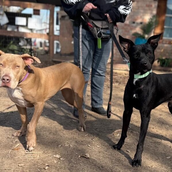 Jax Toy Loving Gentleman — thumbnail 2